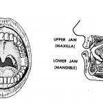Figure 6-2. Anatomy of the oral complex.