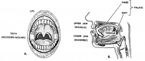 Figure 6-2. Anatomy of the oral complex.