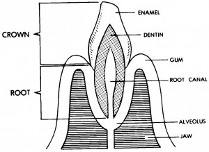Figure 6-3. Section of a tooth and jaw.