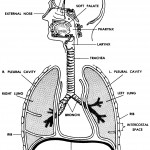 Figure 7-1. The human respiratory system.