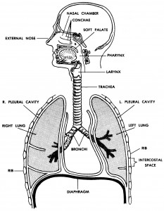 Figure 7-1. The human respiratory system.