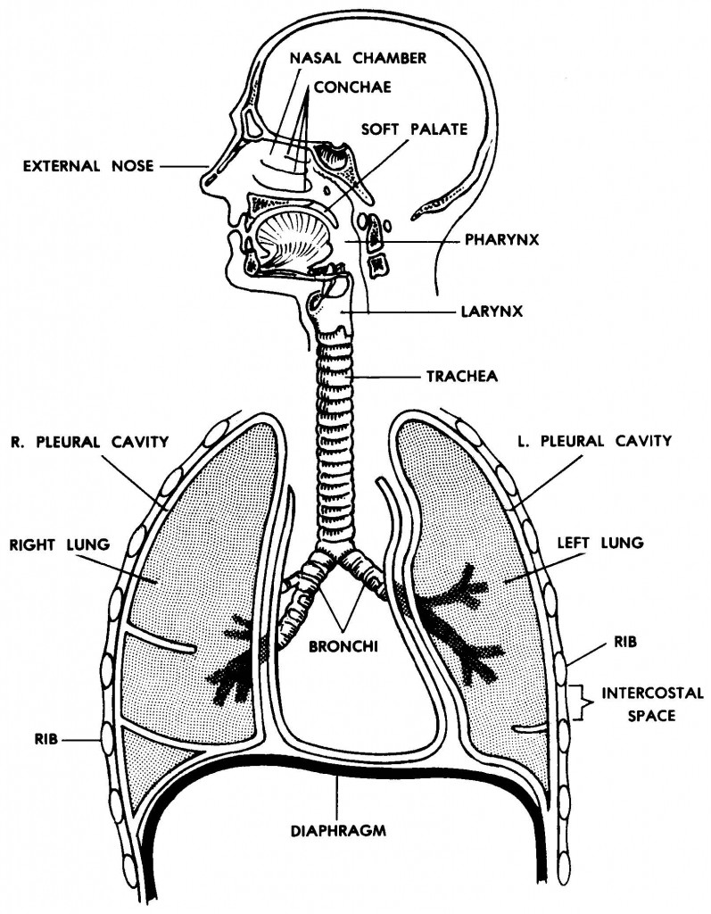 07. Respiratory System and Breathing | Basic Human Anatomy