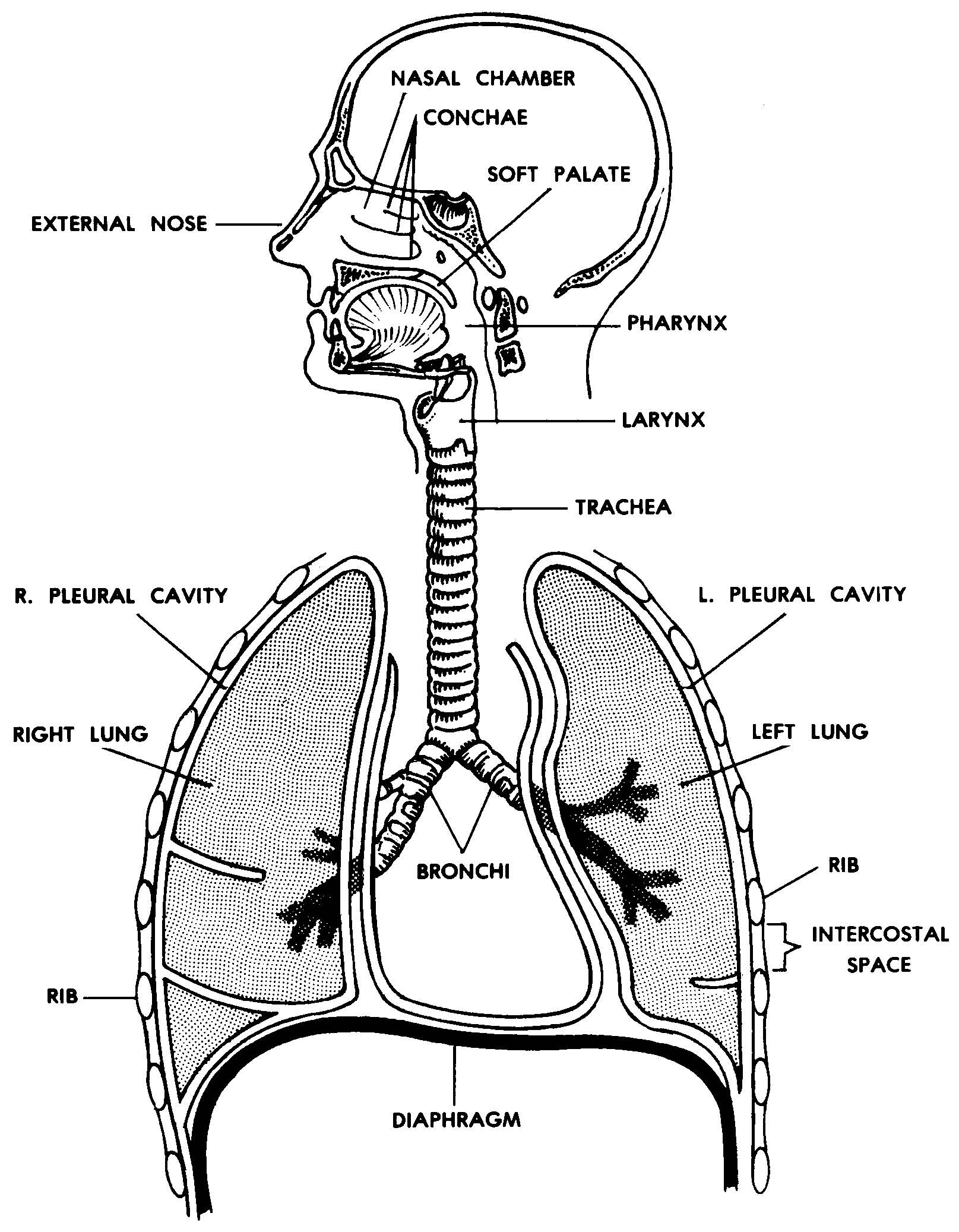 Unlabeled Diagram Of Respiratory System