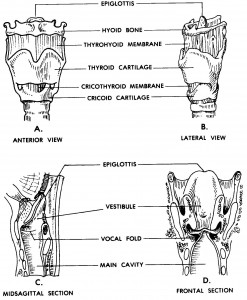 Figure 7-3. The larynx.