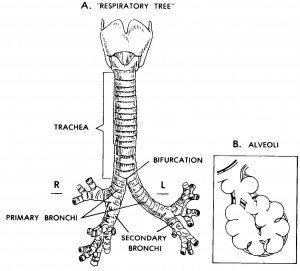 Figure 7-4. Infralaryngeal structures ("respiratory tree").