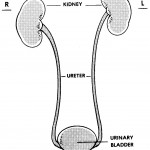 Figure 8-1. The human urinary system.