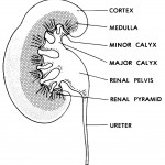 Figure 8-2. A section of a human kidney.