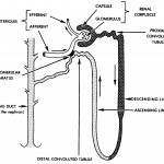 Figure 8-3. A "typical" nephron.
