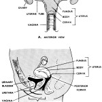 Figure 8-4. The human female genital system.