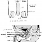Figure 8-5. The human male genital system.