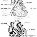Figure 9-2. The human heart.