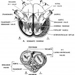 Figure 9-3. Scheme of heart valves.