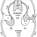 Figure 9-4. Cardiovascular circulatory patterns.