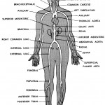 Figure 9-5. Main arteries of the human body.