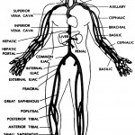 Figure 9-6. Main veins of the human body.
