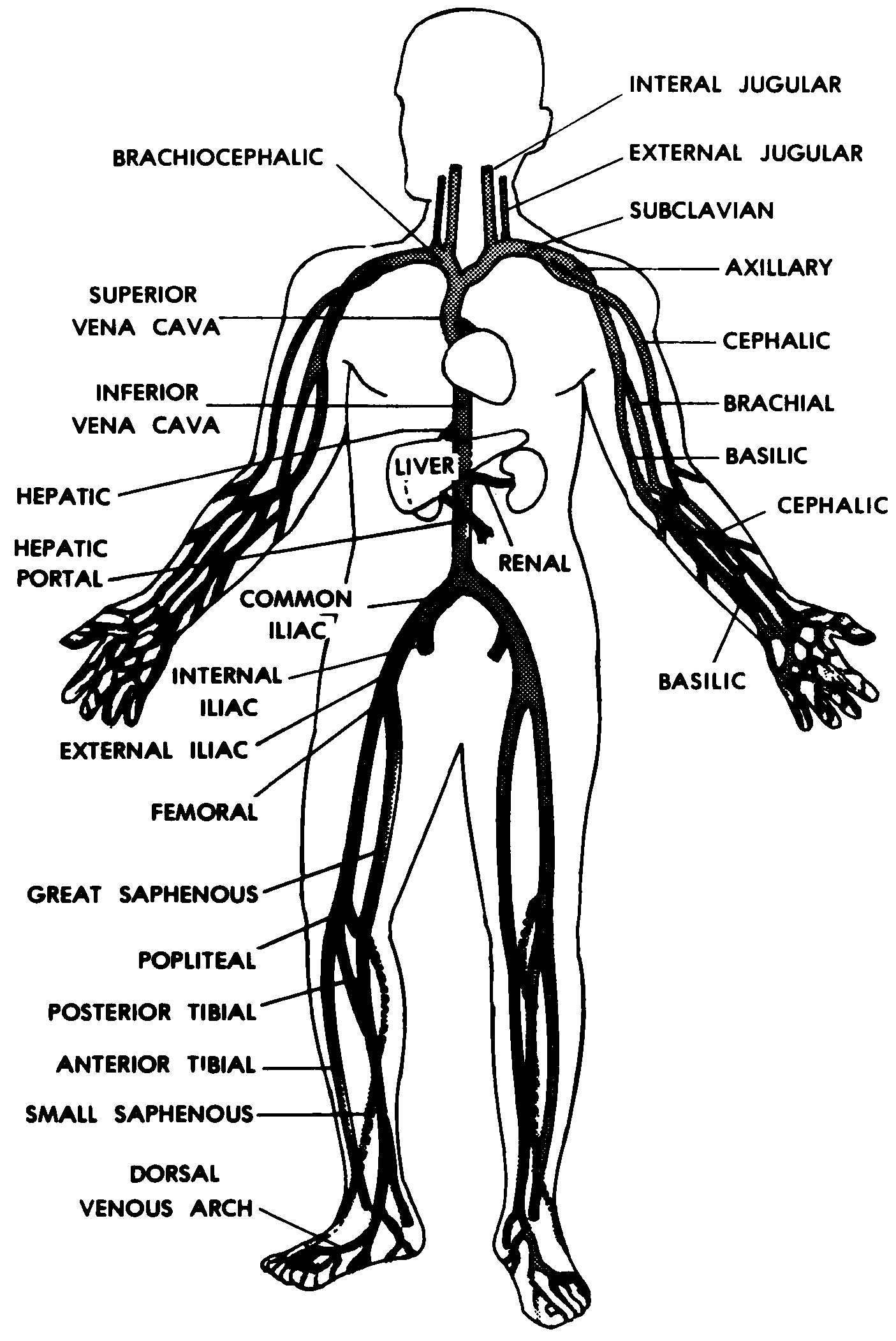 Images 09. Cardiovascular and Lymphatic Systems | Basic Human Anatomy