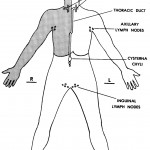 Figure 9-7. The human lymphatic system.