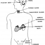 Figure 10-1. The endocrine glands of the human body and their locations.