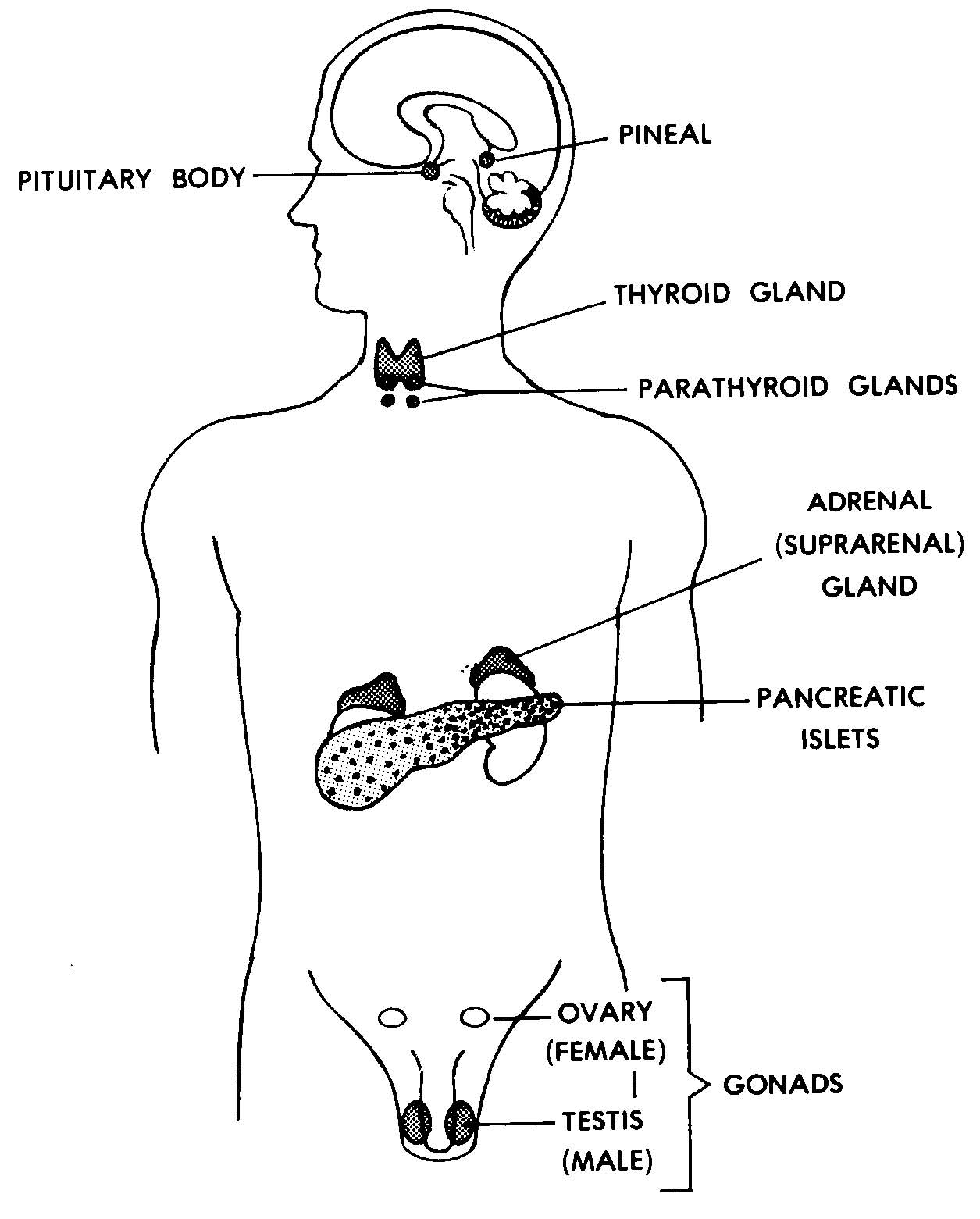 Images 10 Endocrine Systems Basic Human Anatomy 9597