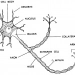 Figure 11-1. A "typical" neuron.