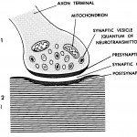 Figure 11-2. A synapse.
