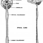 Figure 11-4. The human central nervous system.