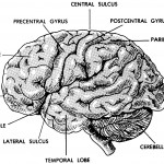 Figure 11-5A. Human brain (side view).
