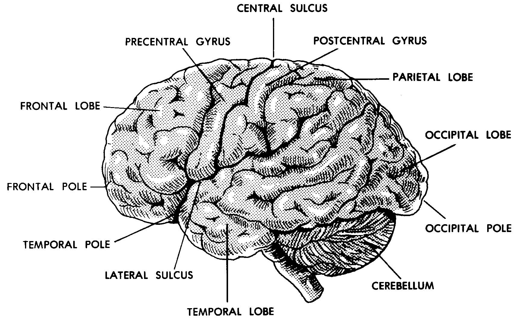 Images 11. Nervous System | Basic Human Anatomy
