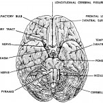 Figure 11-5B. Human brain (bottom view).