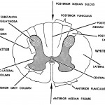 Figure 11-6. A cross-section of the spinal cord.