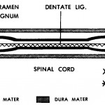 Figure 11-7. A schematic diagram of the meninges, as seen in side view of the CNS.