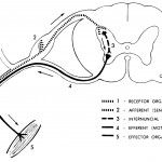 Figure 11-9. The general reflex arc.