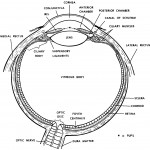 Figure 11-10. A horizontal section of the eyeball.