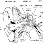 Figure 11-12. A frontal section of the human ear.