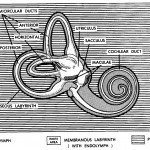 Figure 11-13. The labyrinths of the internal ear.