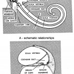 Figure 11-14. Diagram of the scalae.