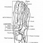 Figure 1-1. Metatarsophalangeal joint of great toe.