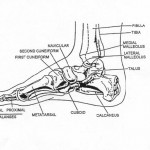 Figure 2-1. Side view of the right foot.