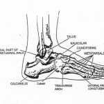 Figure 2-3. Front view of superficial muscles that move the foot and toes.