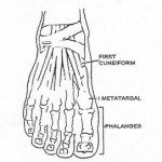 Figure 2-4. Front view of superficial muscles that move the foot and toes.