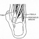 Figure 2-7. Back vie of deep muscles that move the foot and toes.