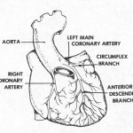Figure 1-3. The coronary arteries.