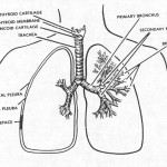 Figure 2-1. The human respiratory system.