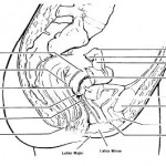 Figure 1-1. The female reproductive organs (sagittal section).