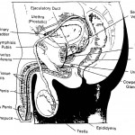 Figure 1-8. The male reproductive organs.