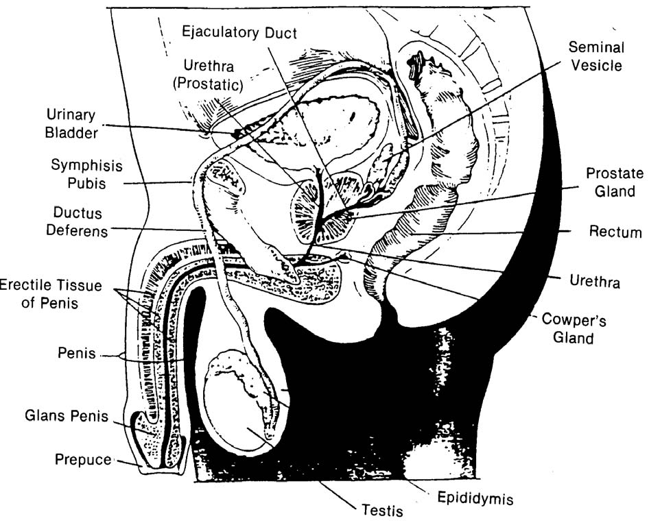 Side View Female Reproductive System - Bing