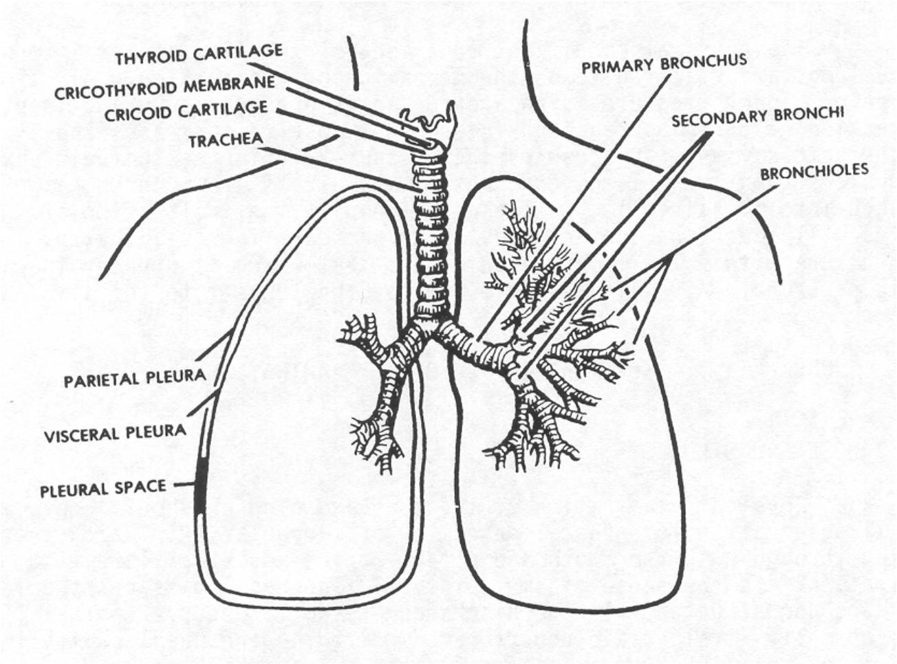 airway anatomy diagram