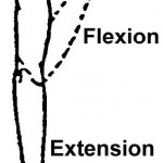 Figure 2-13. Range-of-motion exercises motion exercises for the elbow.
