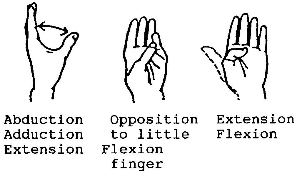 Thumb Range Of Motion
