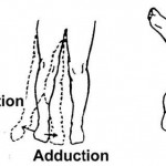 Figure 2-18. Range-of-motion exercises for the hip.